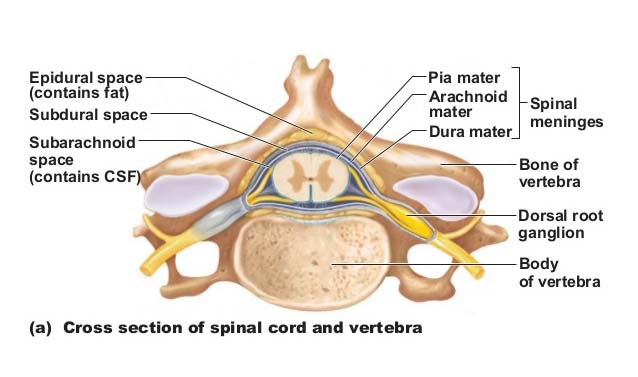 структура спинного мозга