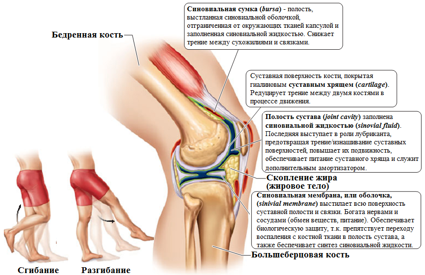 Строение синовиального (соединительного) сустава (на примере коленного сустава) 